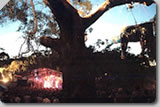 Meredith Music Festival Images